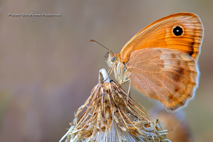 identificazione - Coenonympha pamphilus